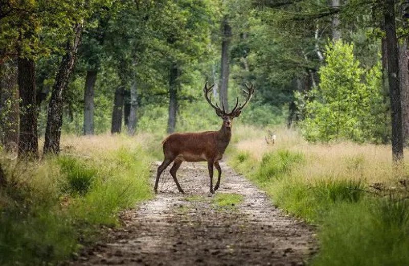 De natuur in